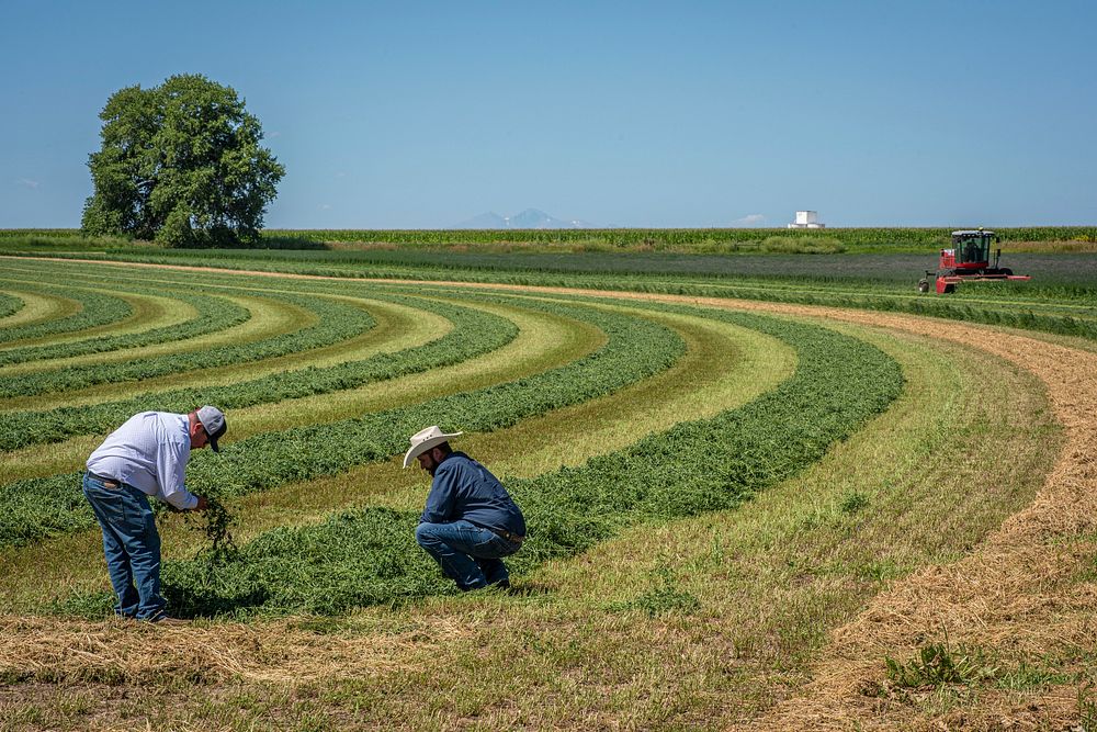 U.S. Department of Agriculture Market Reporters Chris Dian (L) and Heath Dewey take a closer look at freshly windrowed field…