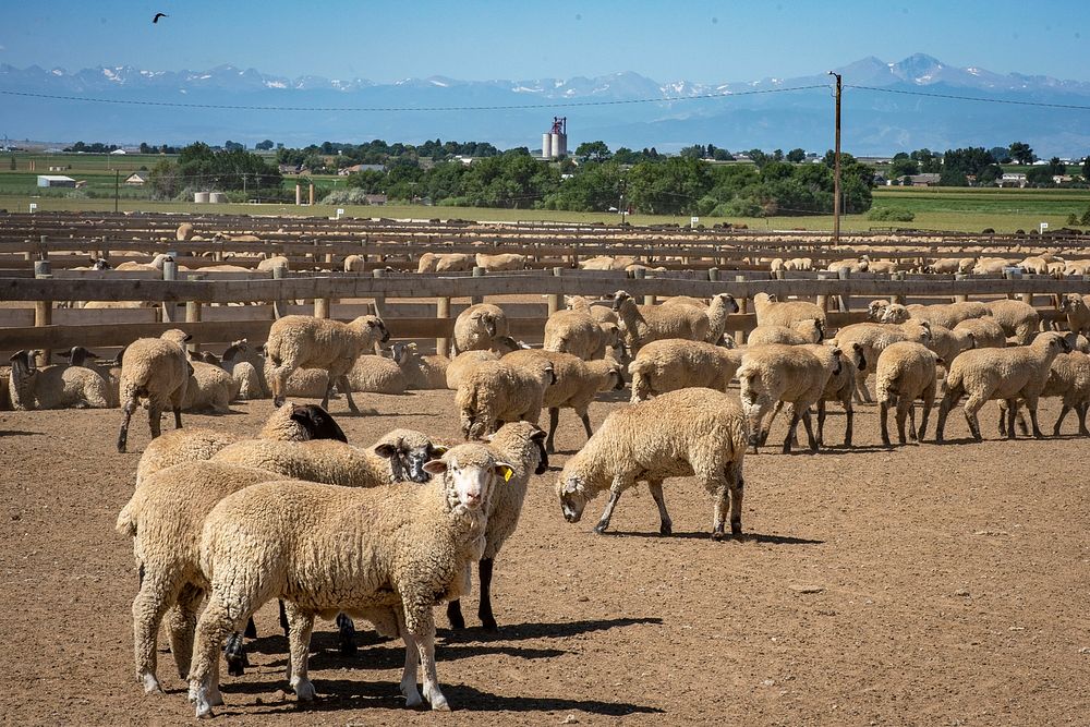 U.S. Department of Agriculture Market Reporters Heath Dewey and Chris Dias practice grading sheep and cattle at a feedlot in…