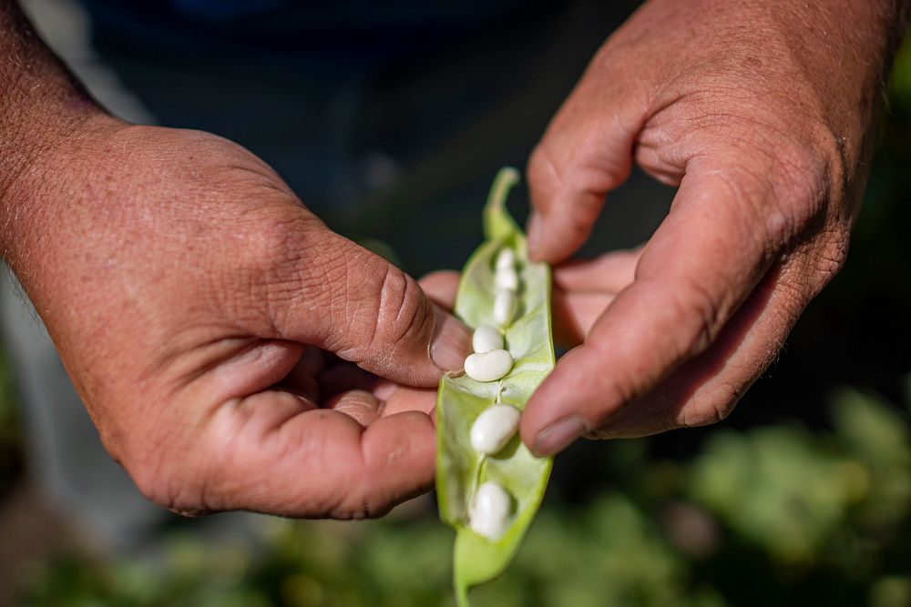 U.S. Department of Agriculture Market Reporters and local farmer Brad Moos take a closer look at dry edible bean field…