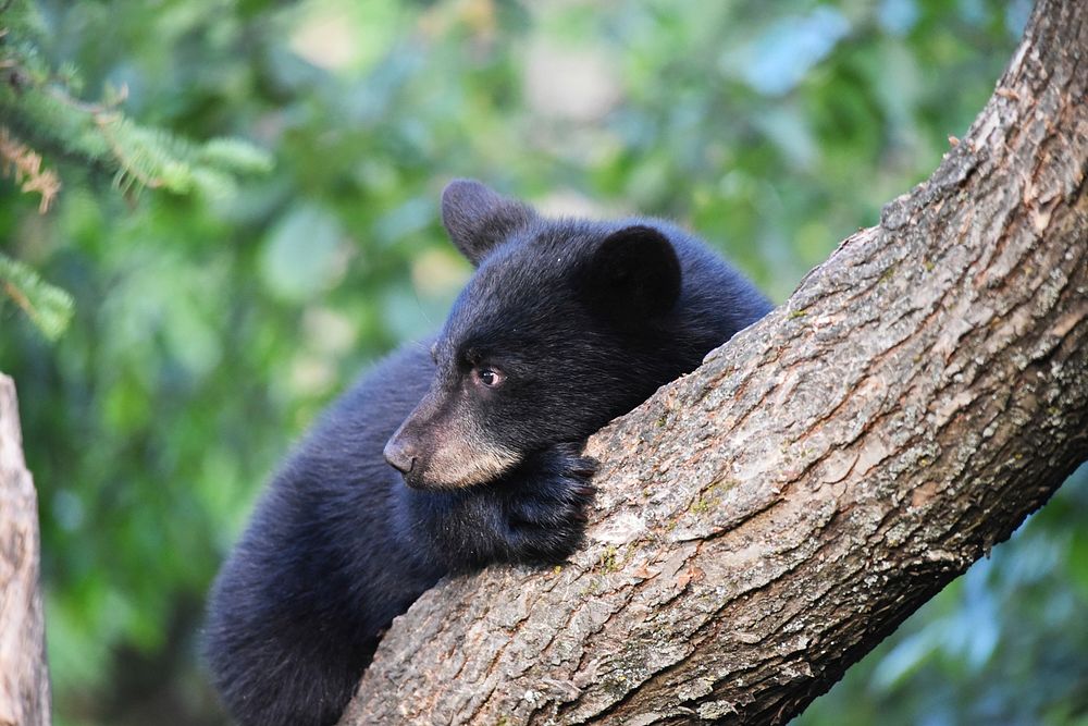 Black Bear Cub. Original public domain image from Flickr