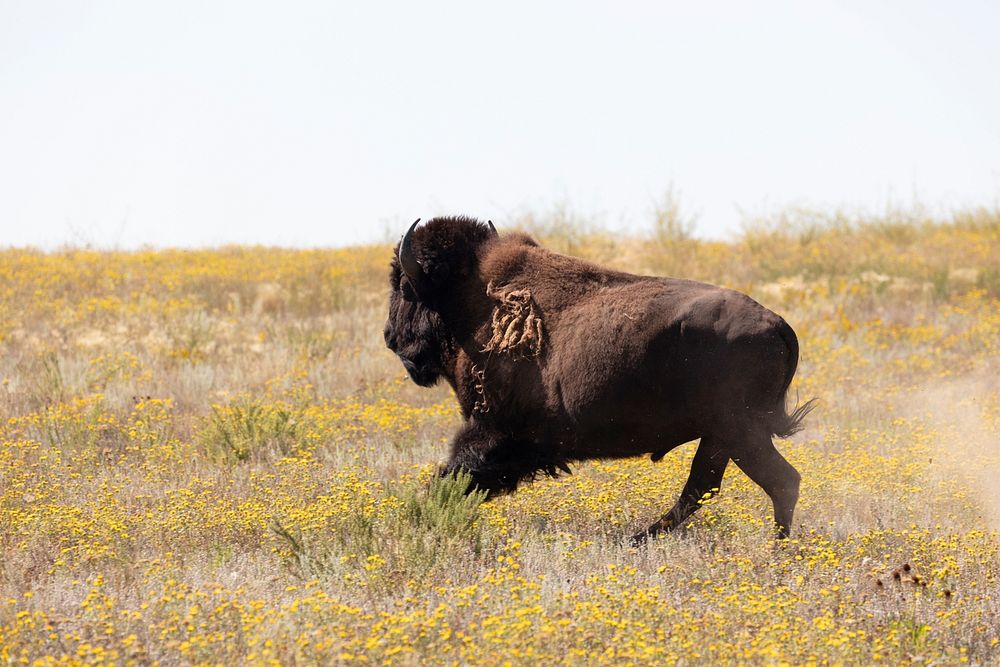 Yellowstone bison released at Ft. Peck Indian Reservation by  Jacob W. Frank. Original public domain image from Flickr