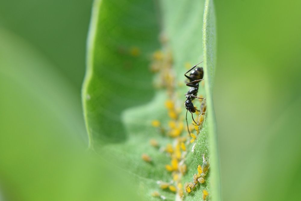Ants and Oleander Aphids