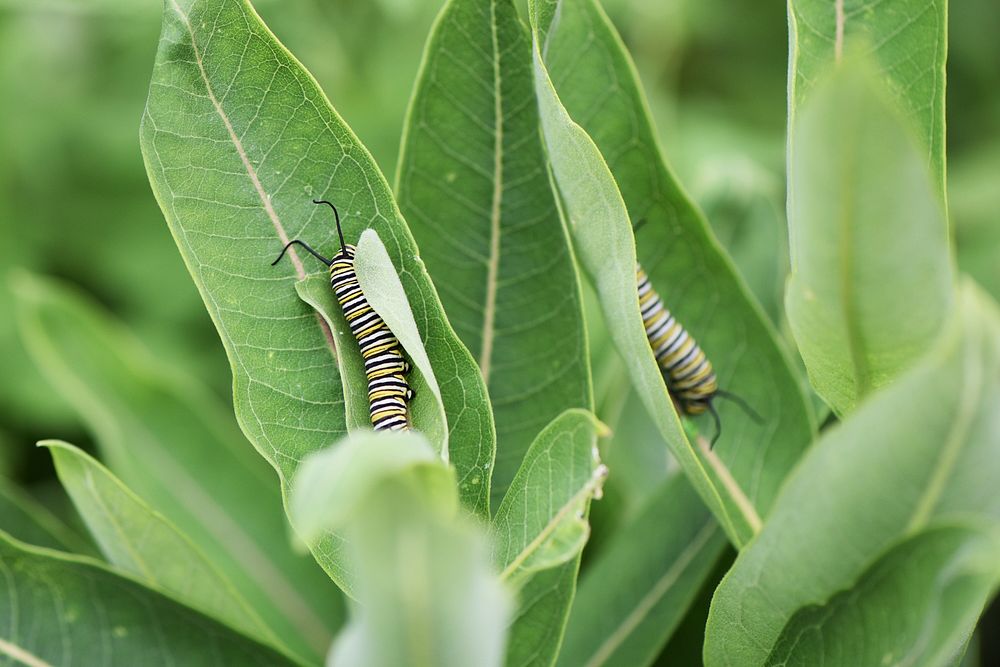 Monarch Caterpillars on Common MilkweedThink they're twins? These large monarch caterpillars were enjoying some neighboring…