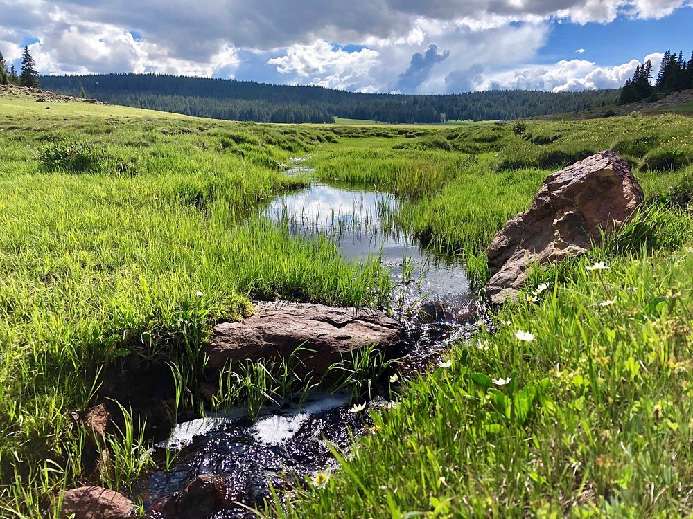 Summer day on Boulder Mountain in southern Utah. Photo Credit: USFS, Mike Elson. Original public domain image from Flickr