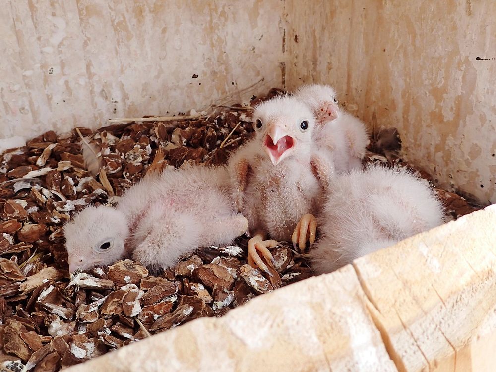 American kestrel chicksFour young American kestrel chicks covered in small white down feathers inside their wooden nest box…