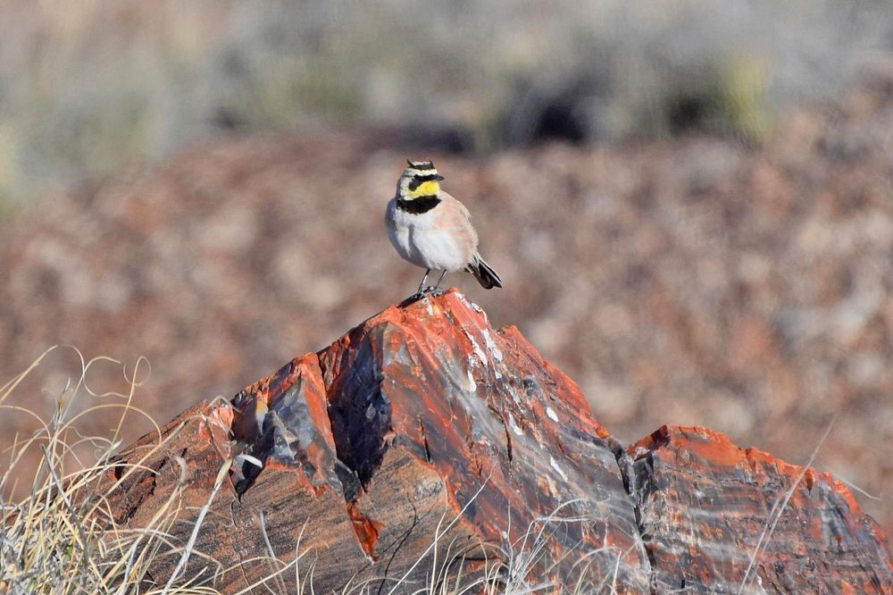 Horned larkLight bird with a black neck, eye band, and "horns", standing on a large hunk of petrified wood Credit NPS/Andy…