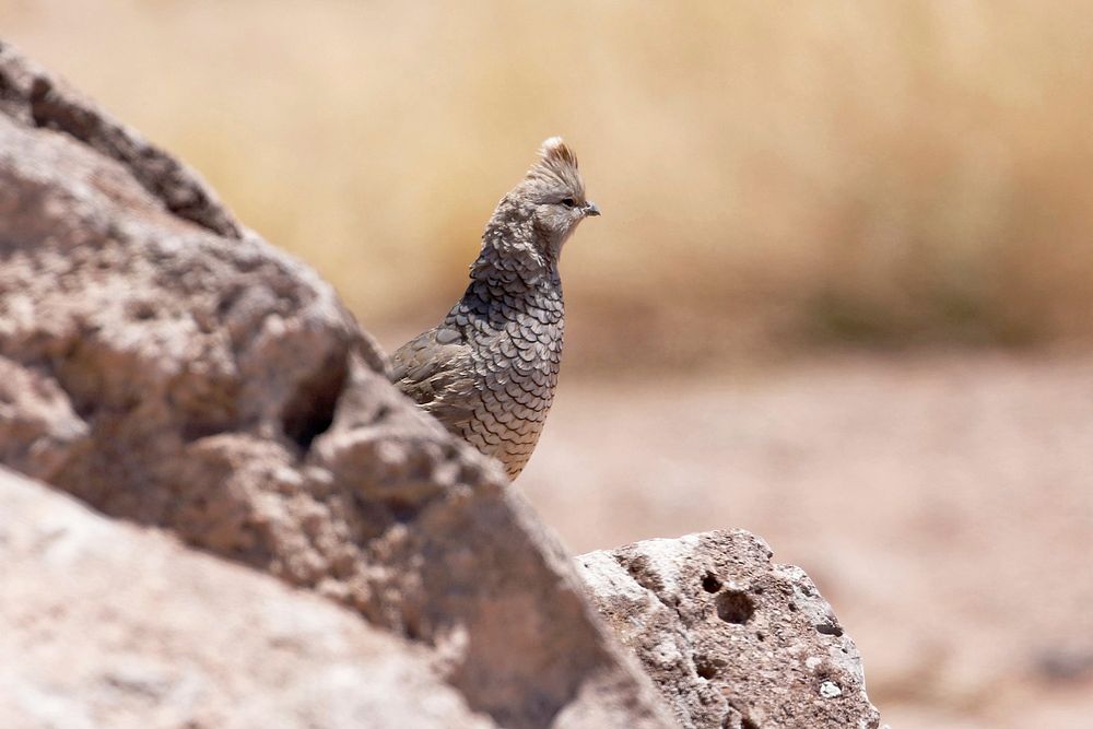 Scaled quailBrown patterned quail with its crest raised, looking out from a rocky perch Credit NPS/Andy Bridges. Original…