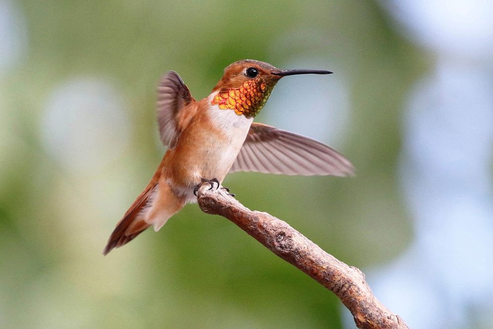 Rufous hummingbird. Original public domain image from Flickr