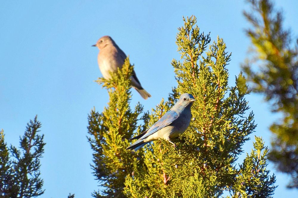 Mountain bluebirdPair of birds, one distinctly blue, perched on nearby branches of the same juniper tree Credit NPS/Andy…