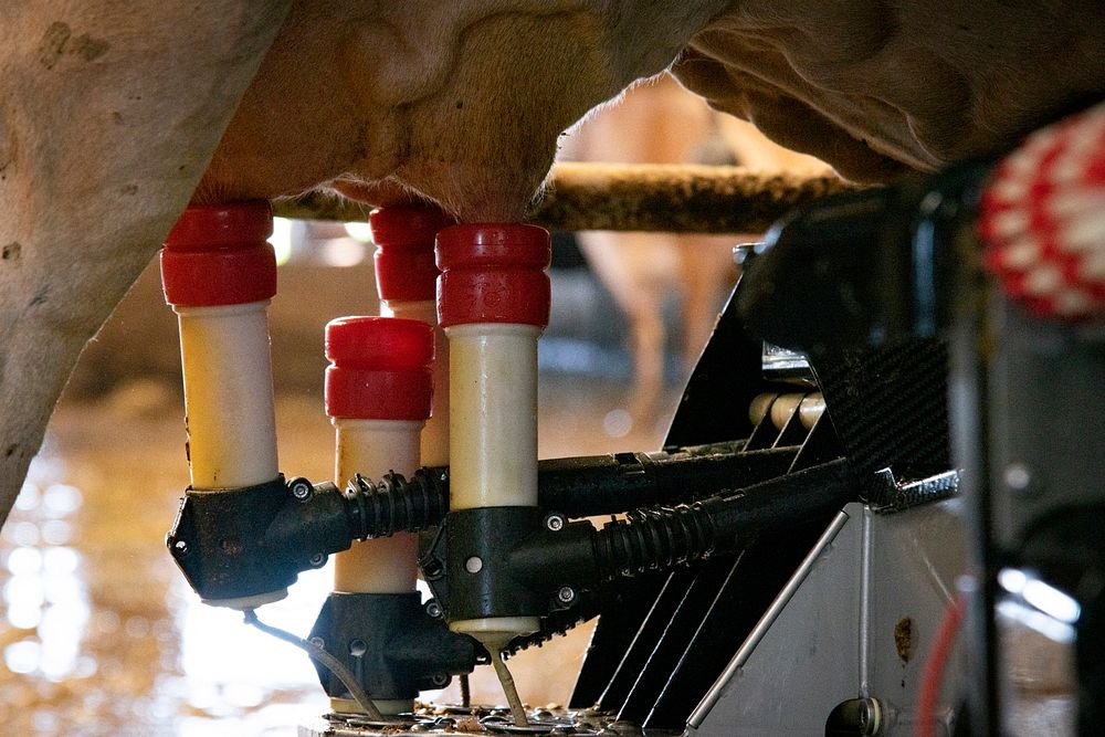 Robotic milkers at Twin Brook Creamery allows for operational efficiency and improves herd health, in Lynden, WA, on August…