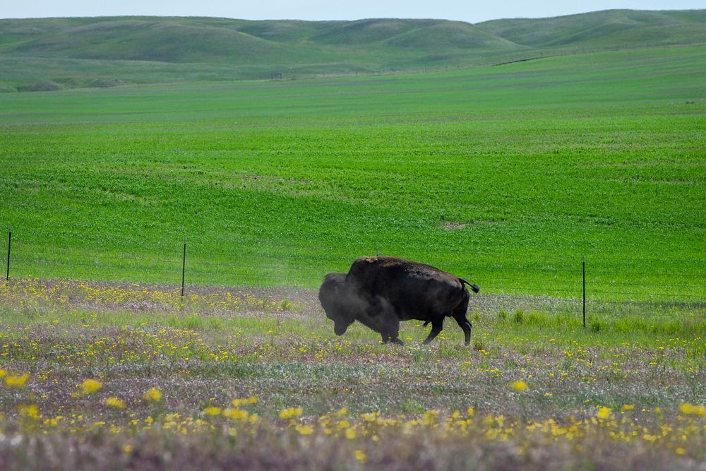 The buffalo’s natural tendency is to move through the landscape to help manage the grasses within the rangeland units.