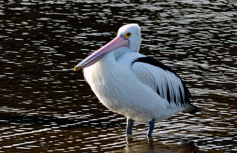 Pelican. (Pelecanus conspicillatus)