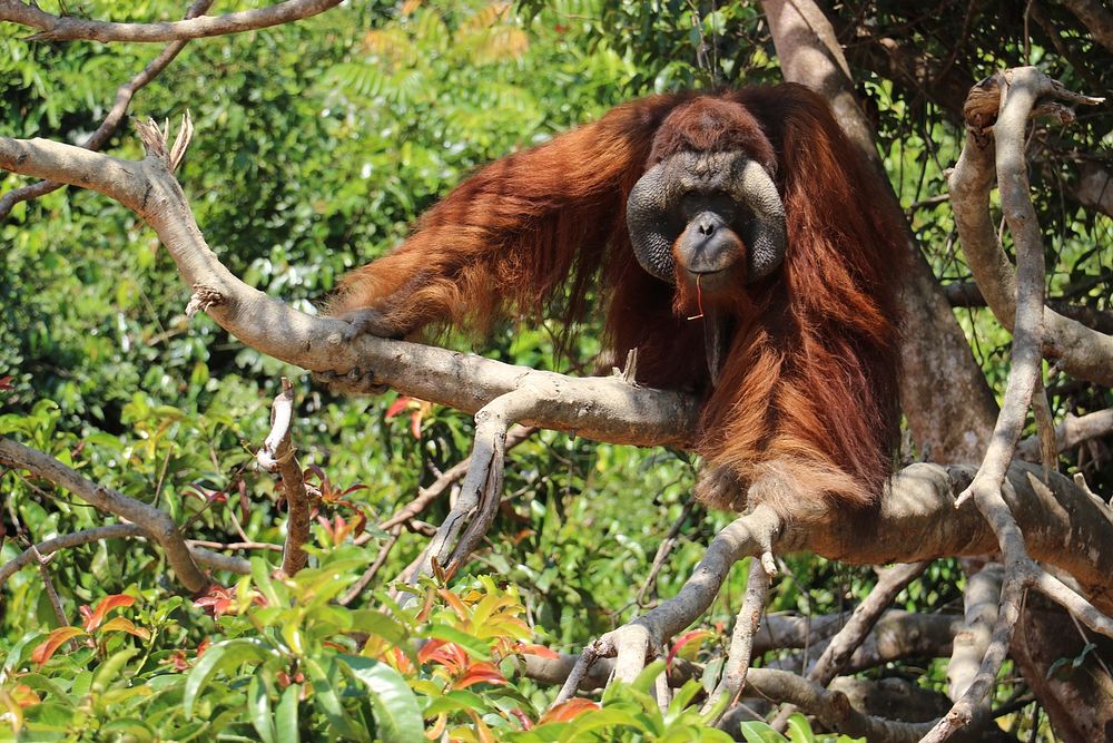 Orangutan background. Original public domain image from Flickr