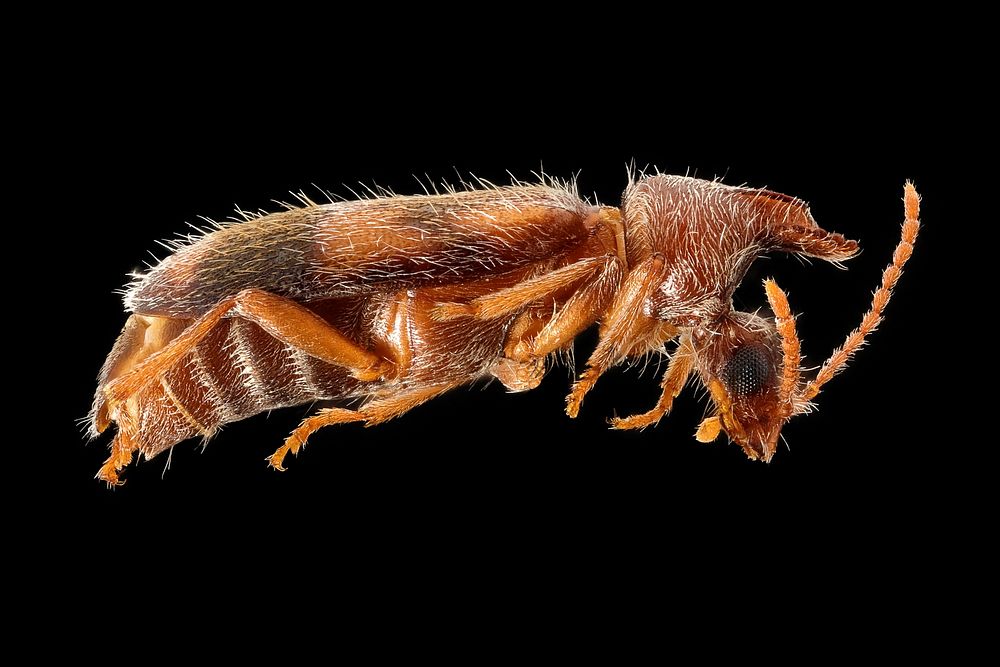 Notoxus Beetle - Notoxus sp.USA: Wyoming, Park CountyYellowstone NP, MammothEle. 1856m Pitfall Trap11-23 August 2018, E.…