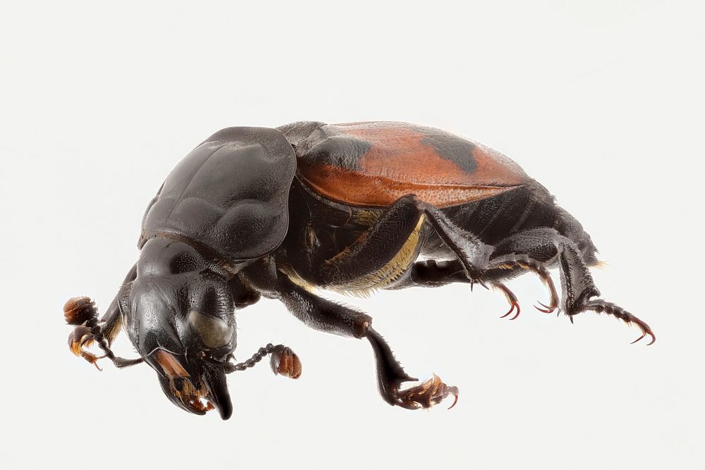Carrion beetle - Nicrophorus sayi