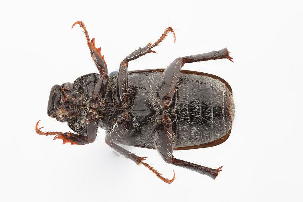 Junebug (bottom) - Dichelonyx sp.Photo by Erik ObergPark CO WY23 Jun 2016L. RoyerYNPMount WashburnDichelonyx sp.Det. B…