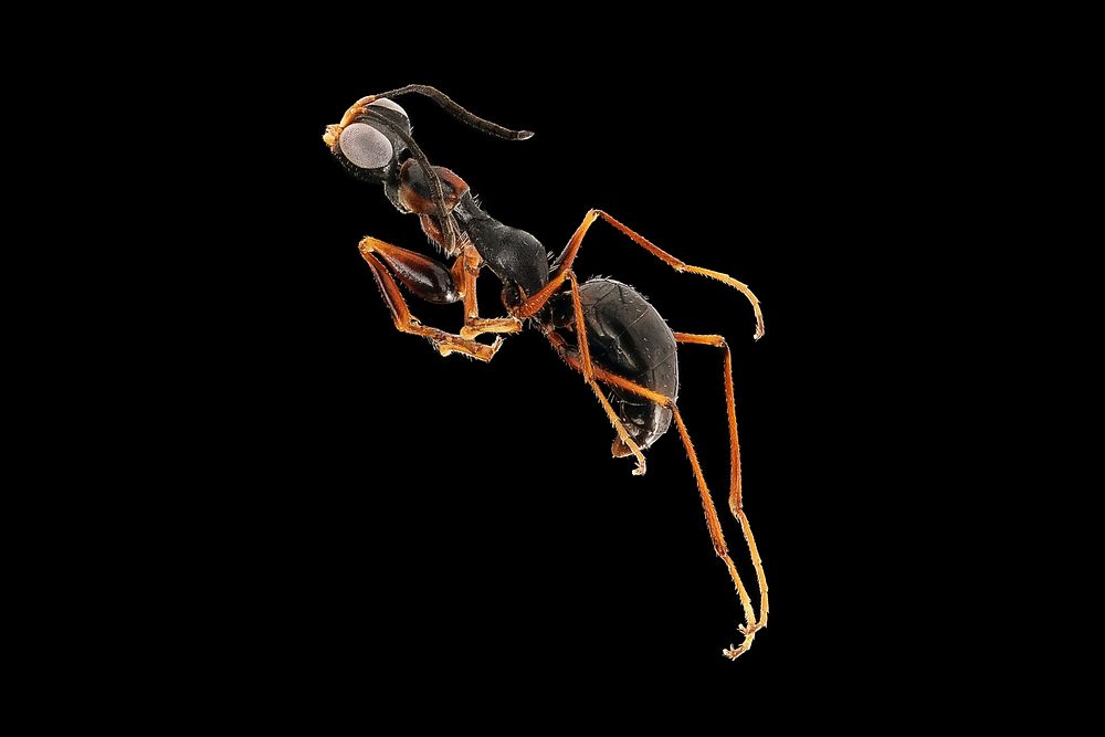 Methocha Wasp - Tiphiidae methochaPhoto by Erik ObergUSA: Wyoming, Park CountyYellowstone NP, Wash N1Ele. 2260m Pitfall…