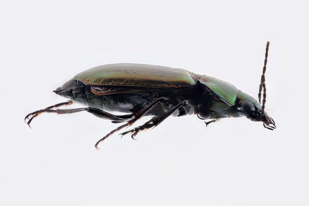 Carabid beetle with mites - Poecilus scitulusPhoto by Dani HatfieldUSA: Wyoming, Park CountyYellowstone NP, Gardiner Basin…