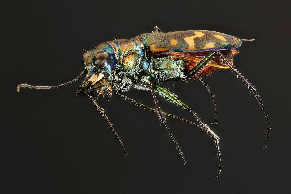 Yellowstone white tiger beetle (side view) - Cicindela haemorrhagicaTiger beetles (Cicindela haemorrhagica) live, feed and…
