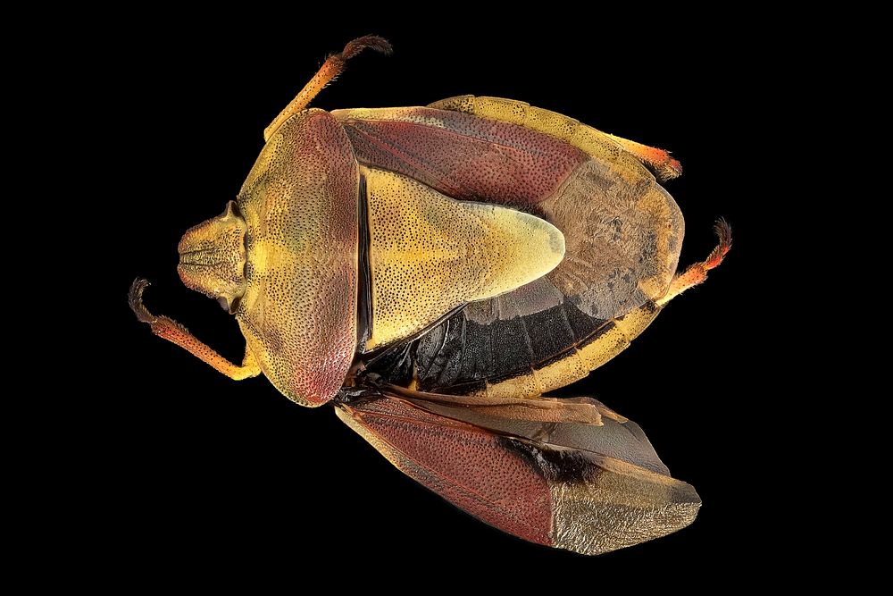 Pentatomid bug - Antheminia remotaPhoto by Erik ObergUSA: Wyoming, Park CountyYellowstone NP, WASH N1Pitfall Trap, 14-25…
