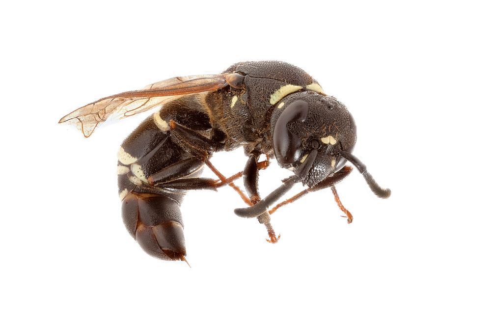 Vespula WaspVespula wasps and other related species are common predators in the west and are often misunderstood as…