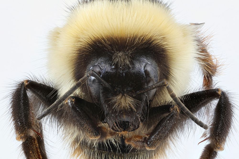Central bumblebee - Bombus centralis Photo by Alex Zaideman. Original public domain image from Flickr