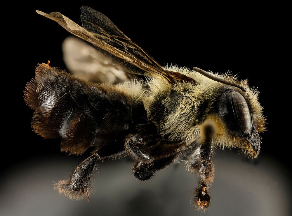 Megachile gemula, F, Side, PG county, MD_2014-01-30-10.55.37 ZS PMaxMegachile gemula is a fairly distinct leaf-cutter bee…