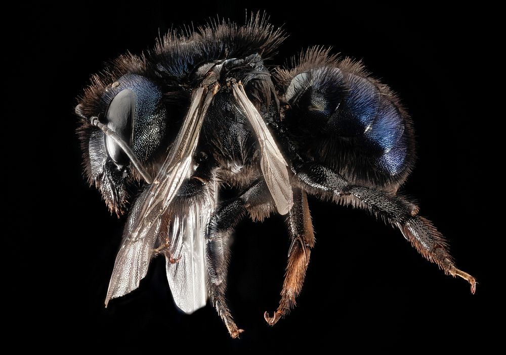 Osmia Californica, f, ca, santa barbara co., side_2015-11-20-18.47Osmia californica, the California Mason Bee, is common in…