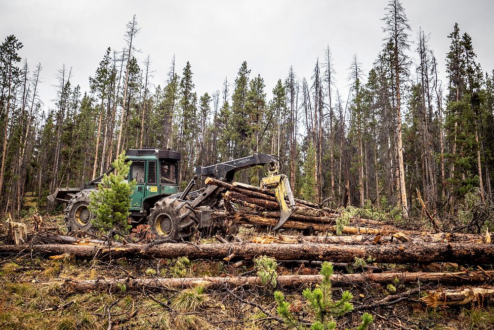 Contractors perform roadside hazard tree reduction on the roads leading as part of the U.S. Forest Service timber sales…