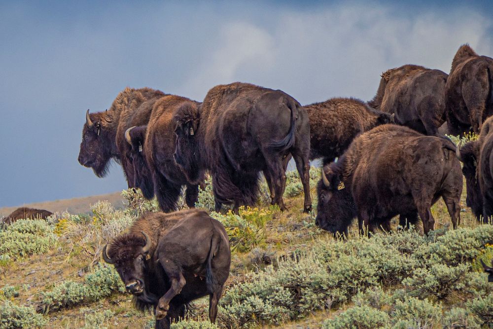 Buffalo graze southwest of Lima, near Little Sheep Creek, Dillon Ranger District of Beaverhead-Deerlodge National Forest…