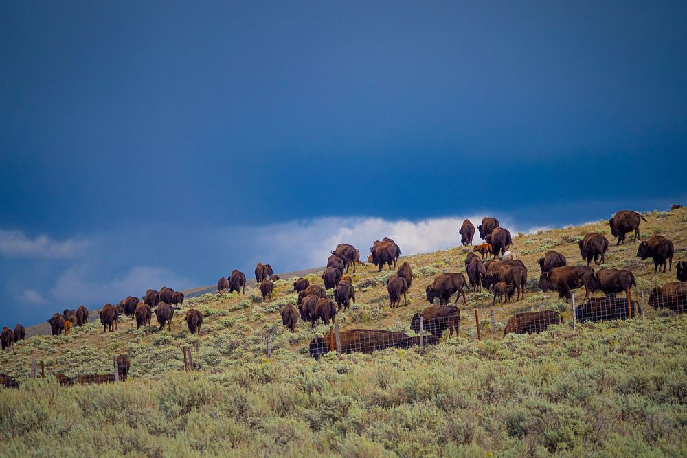 Buffalo graze southwest of Lima, near Little Sheep Creek, Dillon Ranger District of Beaverhead-Deerlodge National Forest…