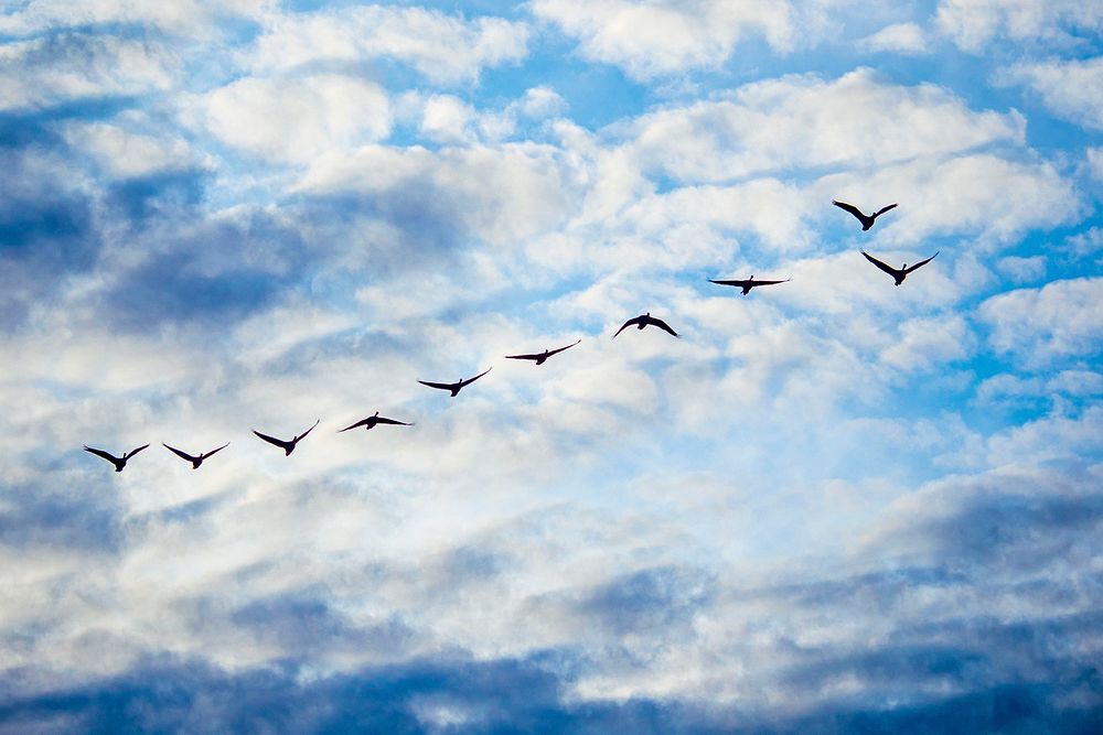 Geese fly overhead during sunset in Dillon, Montana, September 13, 2019.USDA Photo by Preston Keres. Original public domain…