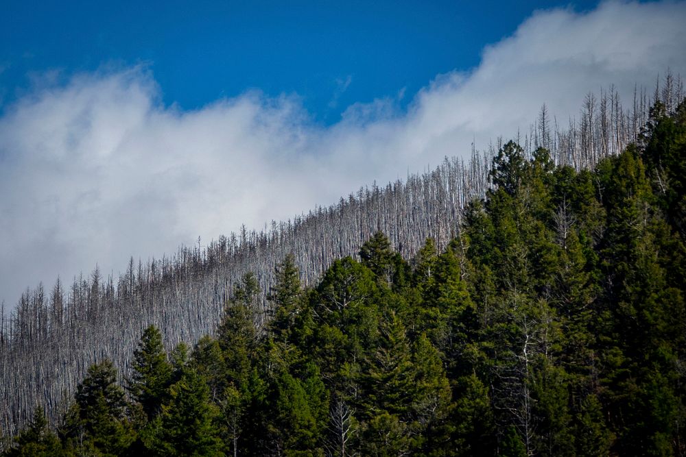 Skeletal tree remains of the 2012 Mammoth fire can be seen behind a ridge of trees unaffected in the Tobacco Root Mountain…
