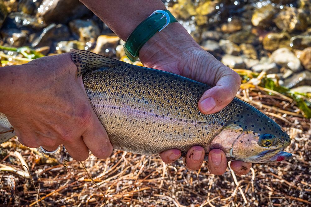 A trout from Georgetown Lake in the Pintler Ranger District of Beaverhead-Deerlodge National Forest Montana, September 15…
