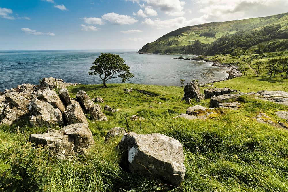 Murlough bay with Irish tree. Free public domain CC0 photo.