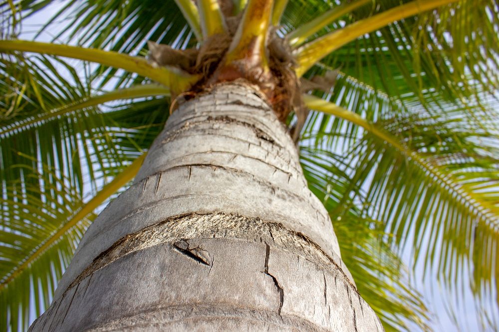 Palm tree, tropical plant. Free public domain CC0 photo.