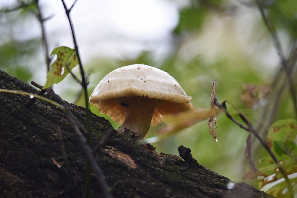 Mushroom growing out of a treePhoto by Courtney Celley/USFWS. Original public domain image from Flickr
