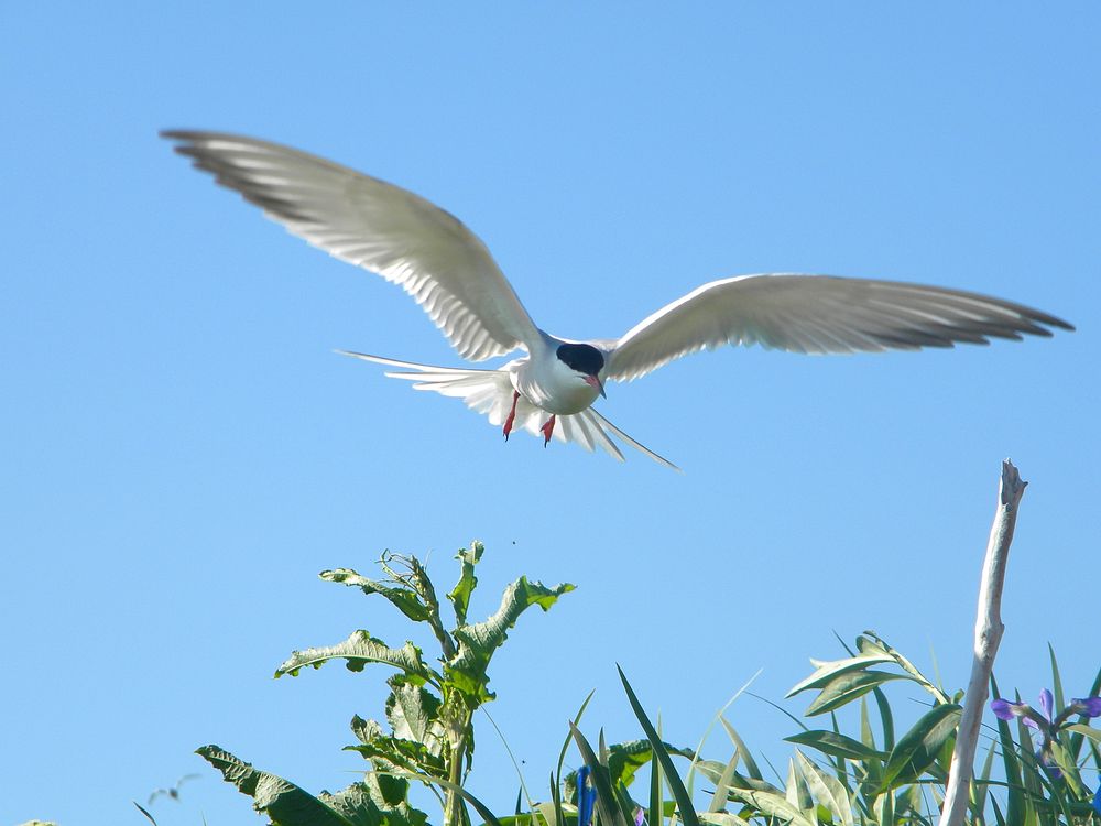 Flying tern. Original public domain image from Flickr