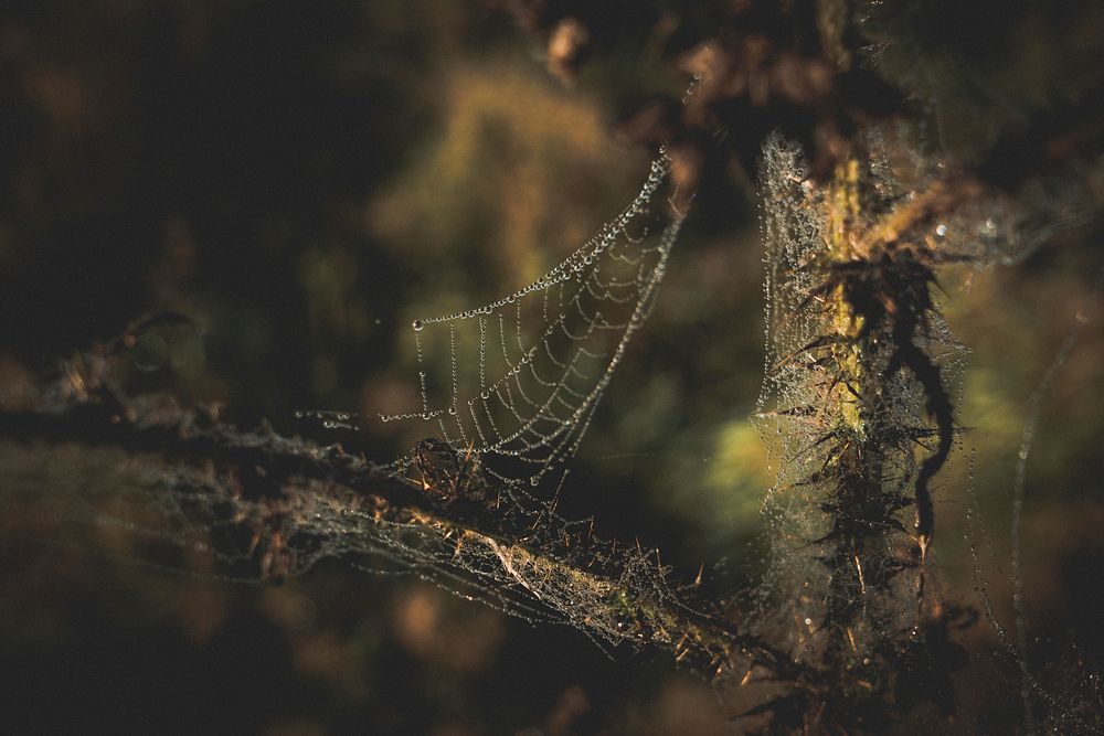 Wet spider web on a tree. Original public domain image from Flickr