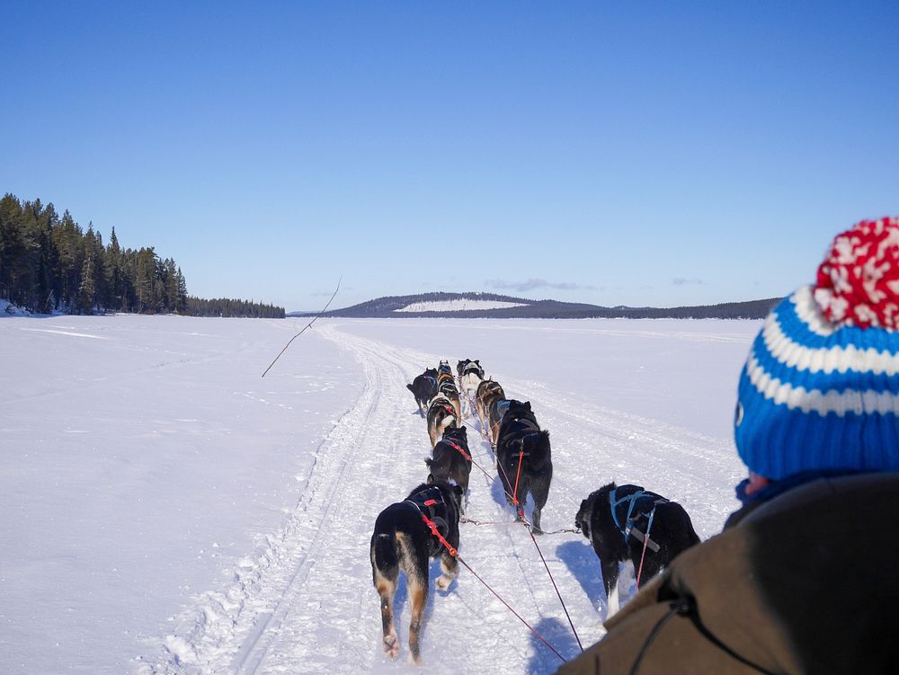 Dogsled on snow. Free public domain CC0 photo.