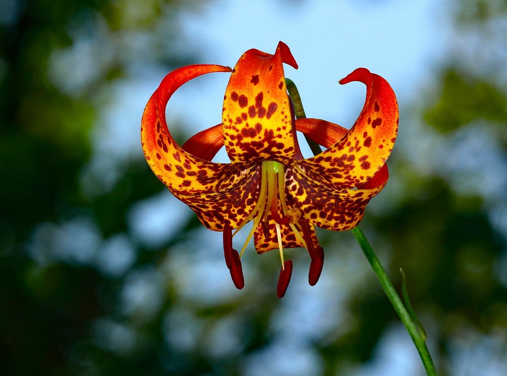 Red and orange flower.