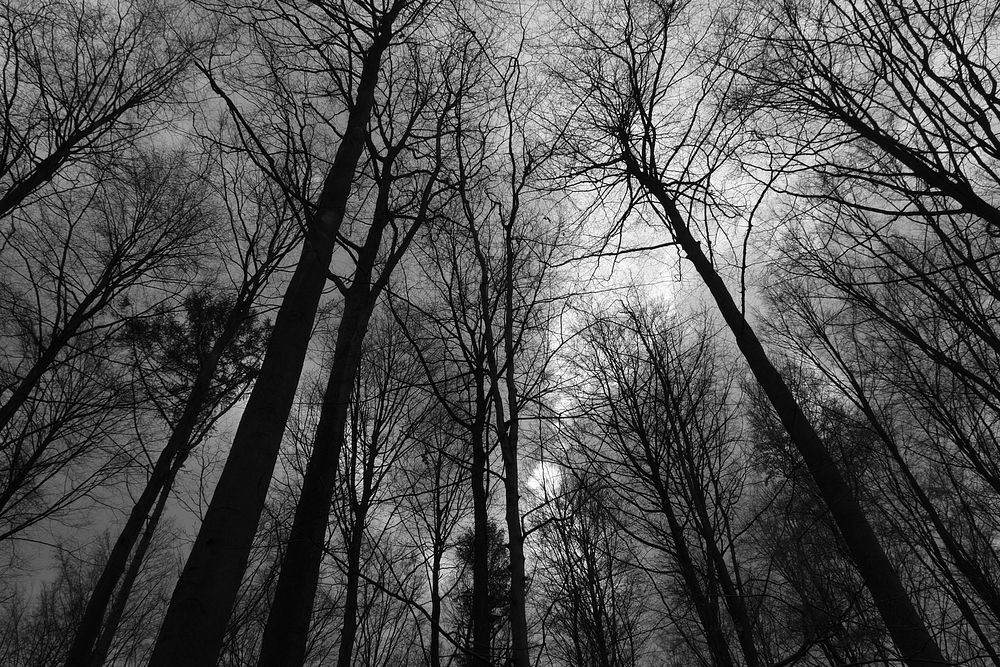 HallerbosThe creepy forest.