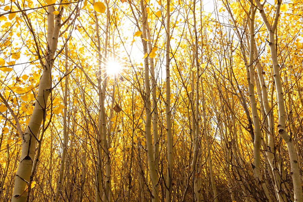 Warm fall afternoon in an aspen grove. Original public domain image from Flickr