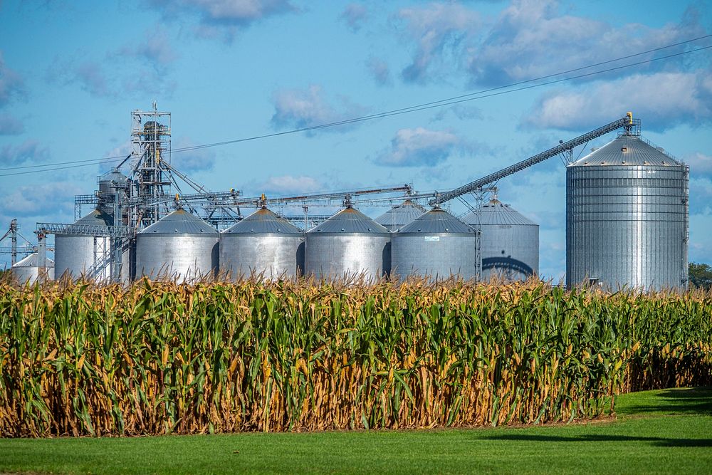 Silos sit in the background of a cornfield in Richville Michigan, September 26, 2019.USDA Photo by Preston Keres. Original…