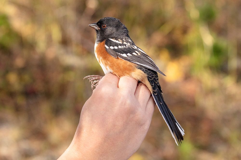 Yellowstone bird program 27 wildlife free photo rawpixel