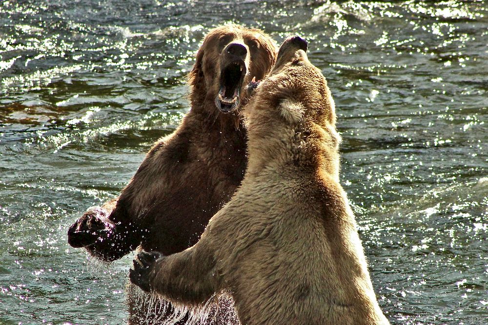 Brown bears playing in a river. Original public domain image from Flickr
