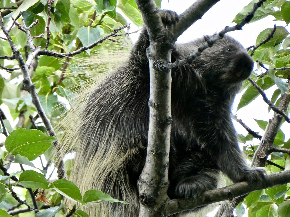 Porcupine on a tree. Original public domain image from Flickr
