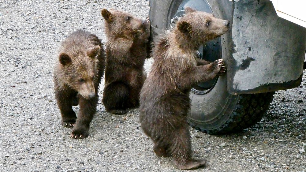 Playful cubs. Original public domain image from Flickr