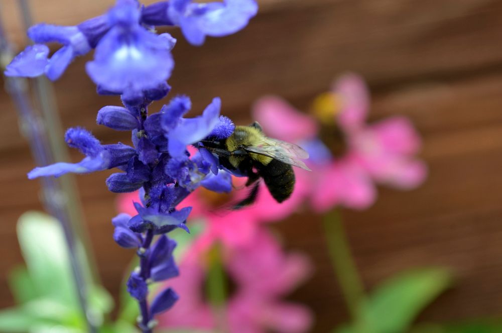 Bumble bee head first in a salvia bloom head firstBees come in all shapes and sizes and so do flowers. This bumble bee can…