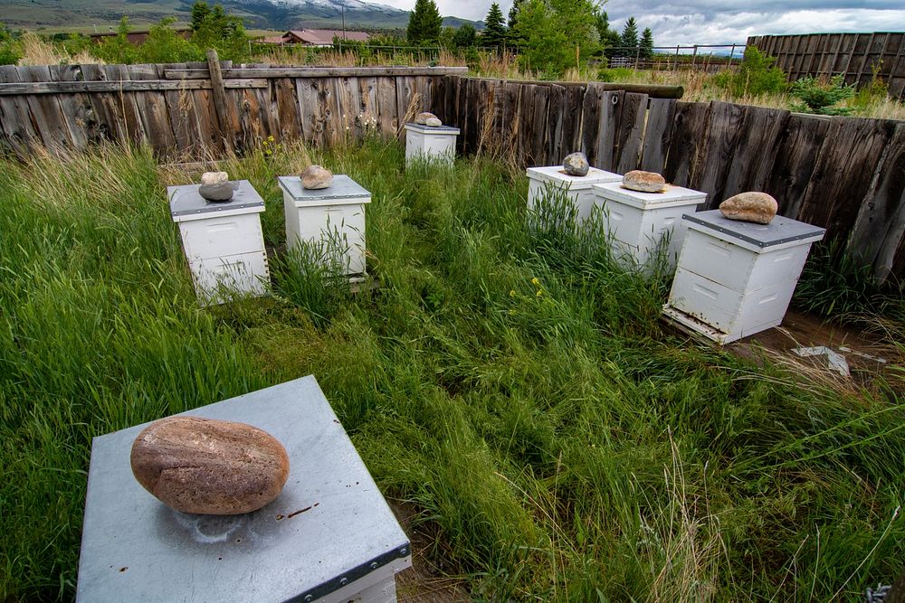 These bee hives on the Diamond D Farms property produce delicious honey that owner, Bob Depaso, bottles and sells. Photo…